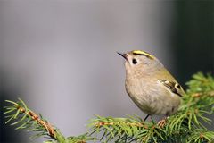 Der Zappelphilipp...Wintergoldhähnchen ( Regulus regulus)