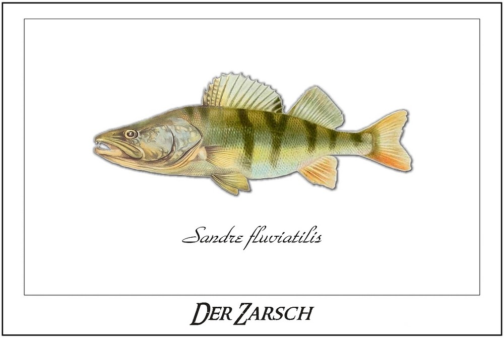 Der Zarsch (Sandre fluviatilis)