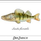 Der Zarsch (Sandre fluviatilis)