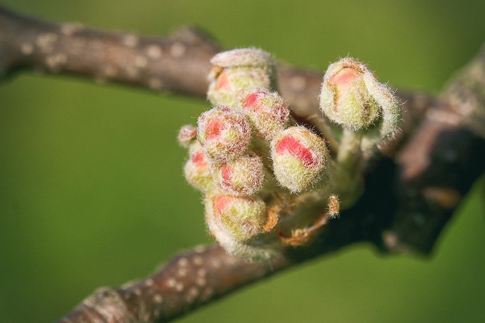 der zarte Frühling 