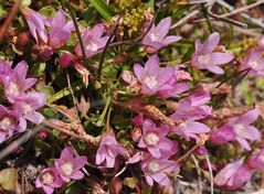 Der Zarte Gauchheil (Anagallis tenella)