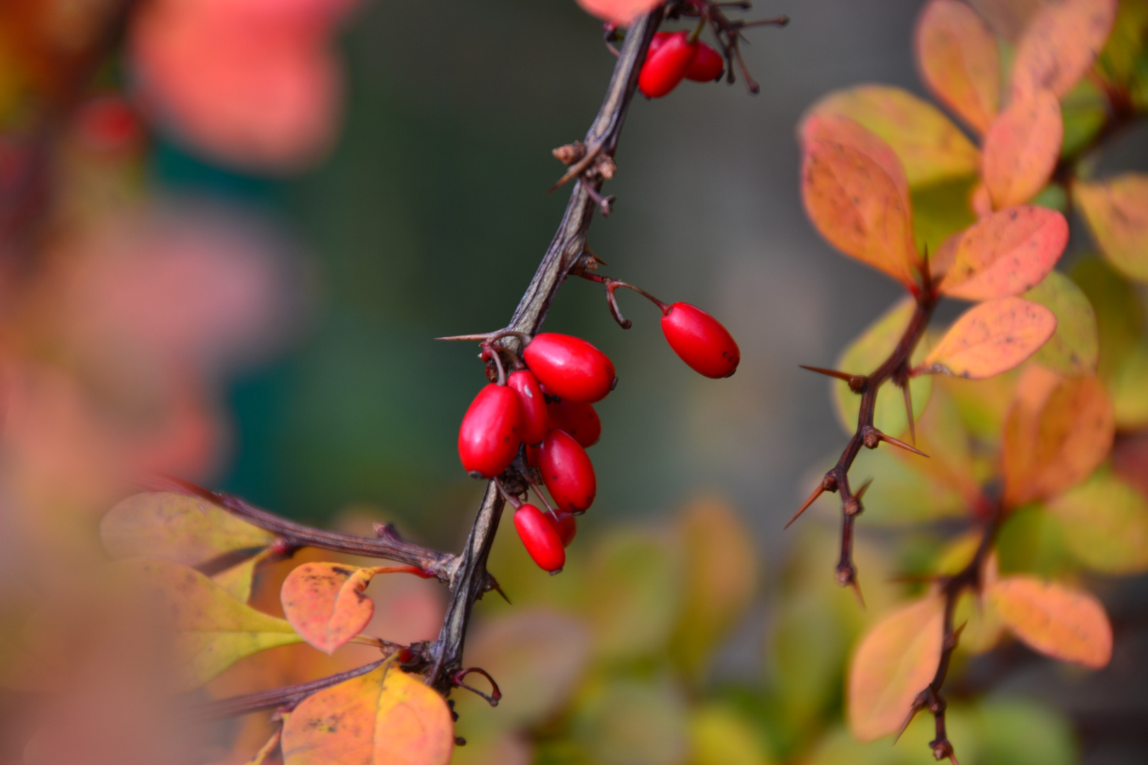 Der zarte Herbst