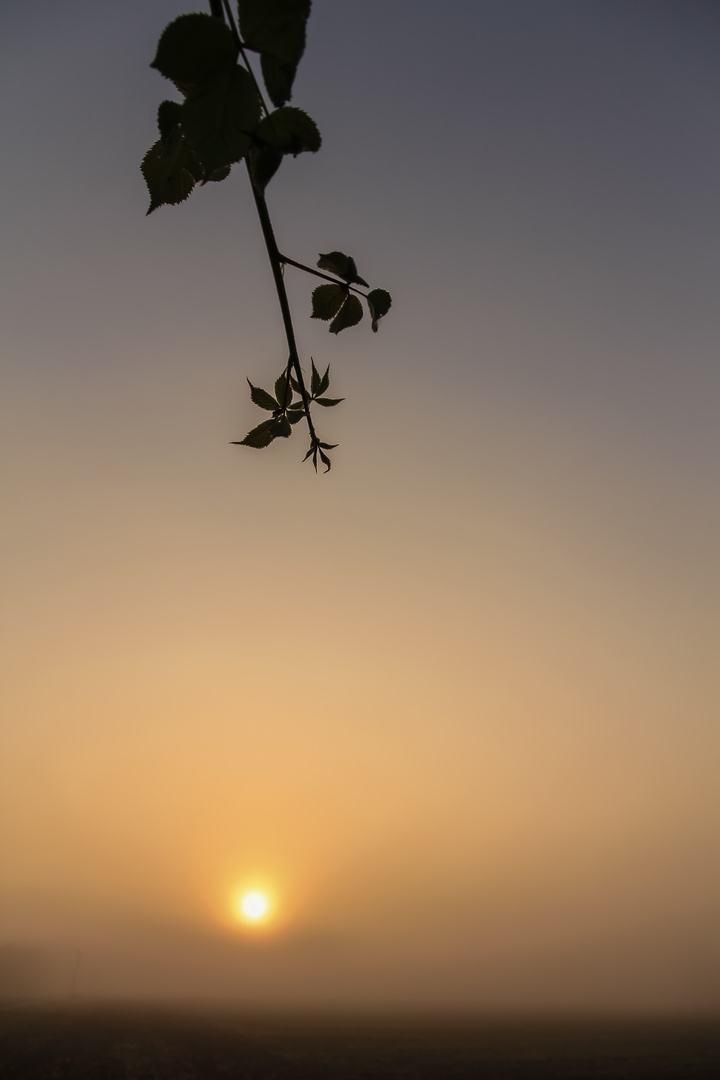 Der zarte Herbstmorgen