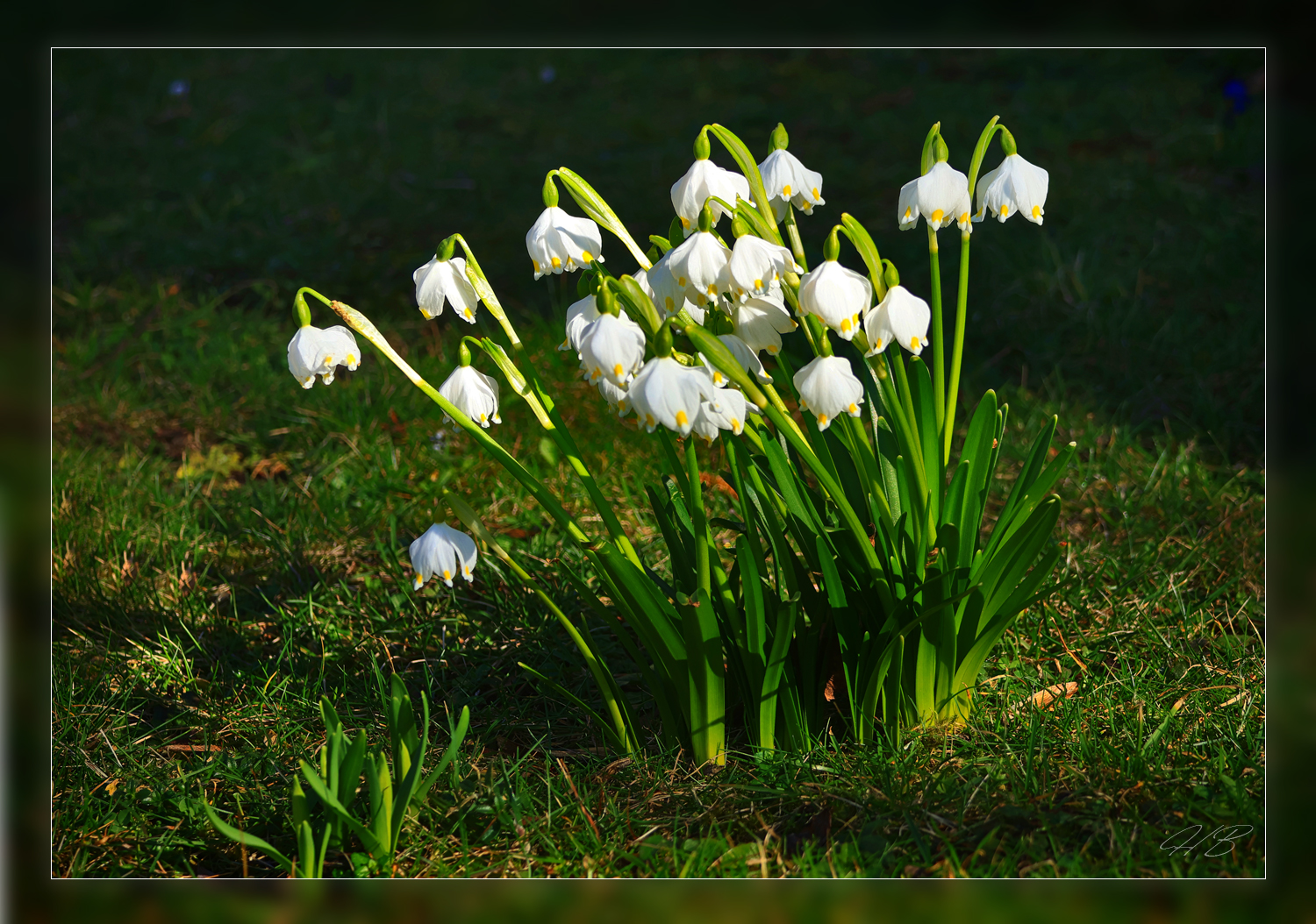 Der Zauber der ersten Blüten