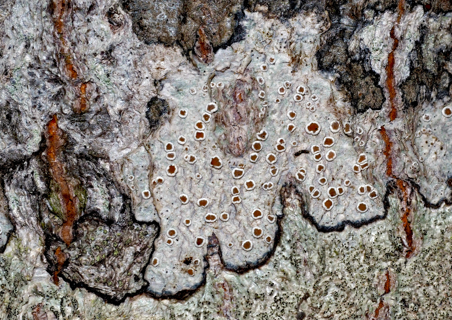 Der Zauber der Flechten * lässt mich auch im Winter nicht kalt! - Fascination des lichens!