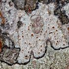 Der Zauber der Flechten * lässt mich auch im Winter nicht kalt! - Fascination des lichens!