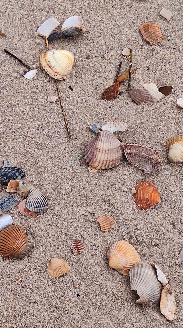 Der Zauber der Herzmuscheln