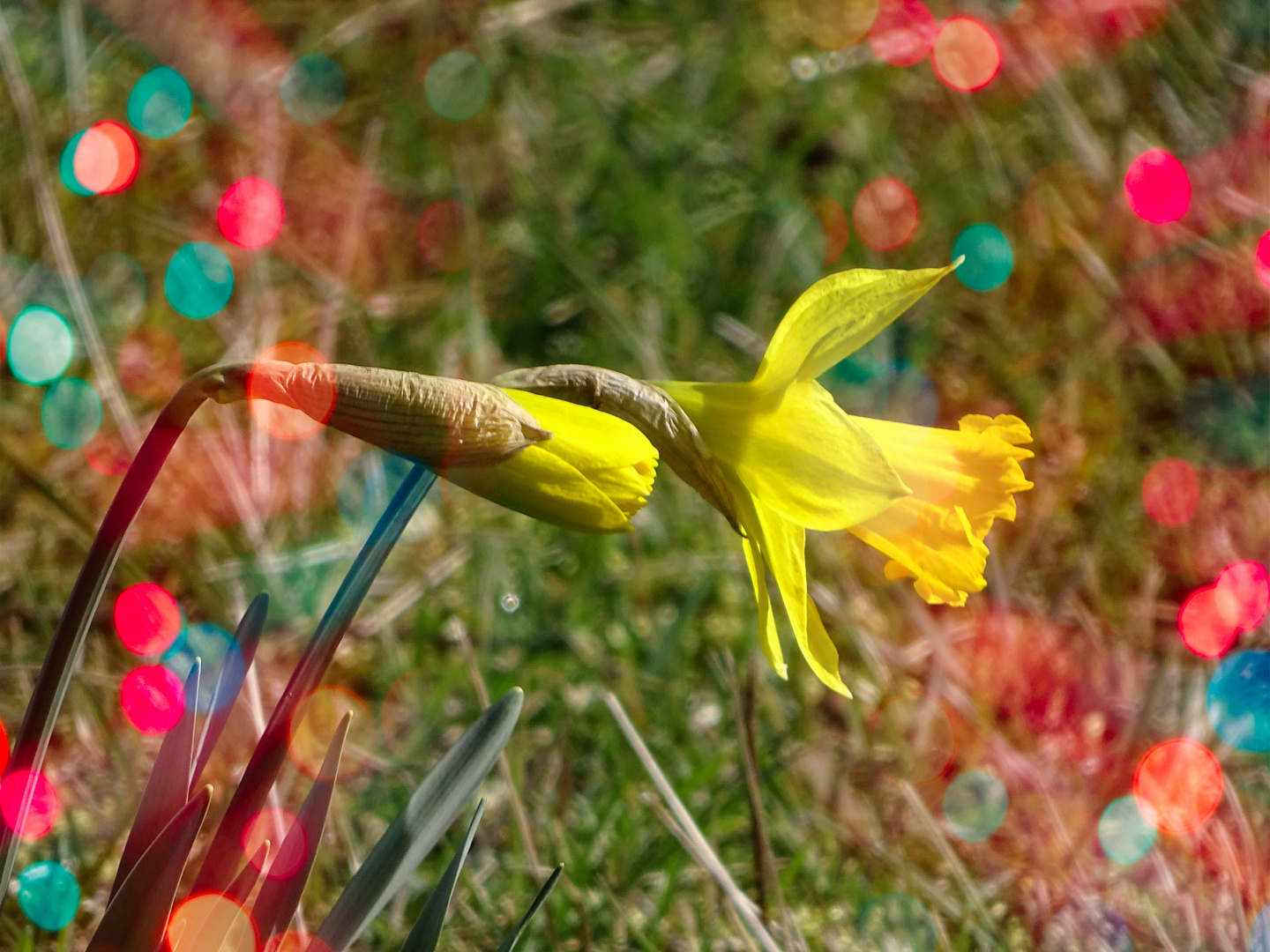 Der Zauber des Frühlings