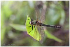 Der Zauber eines Sommers