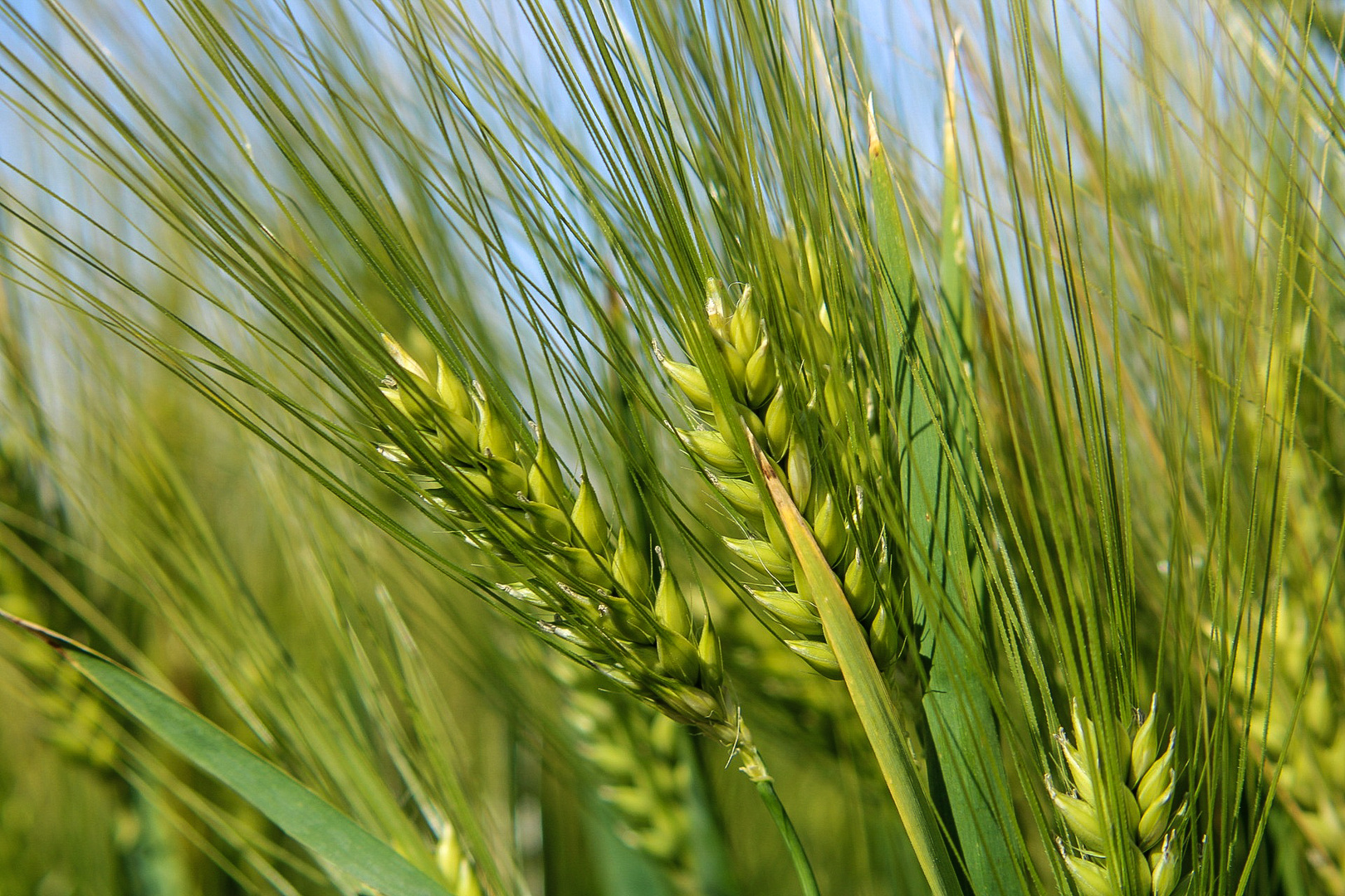 Der Zauber steckt immer im Detail. Foto & Bild fotos, world, natur