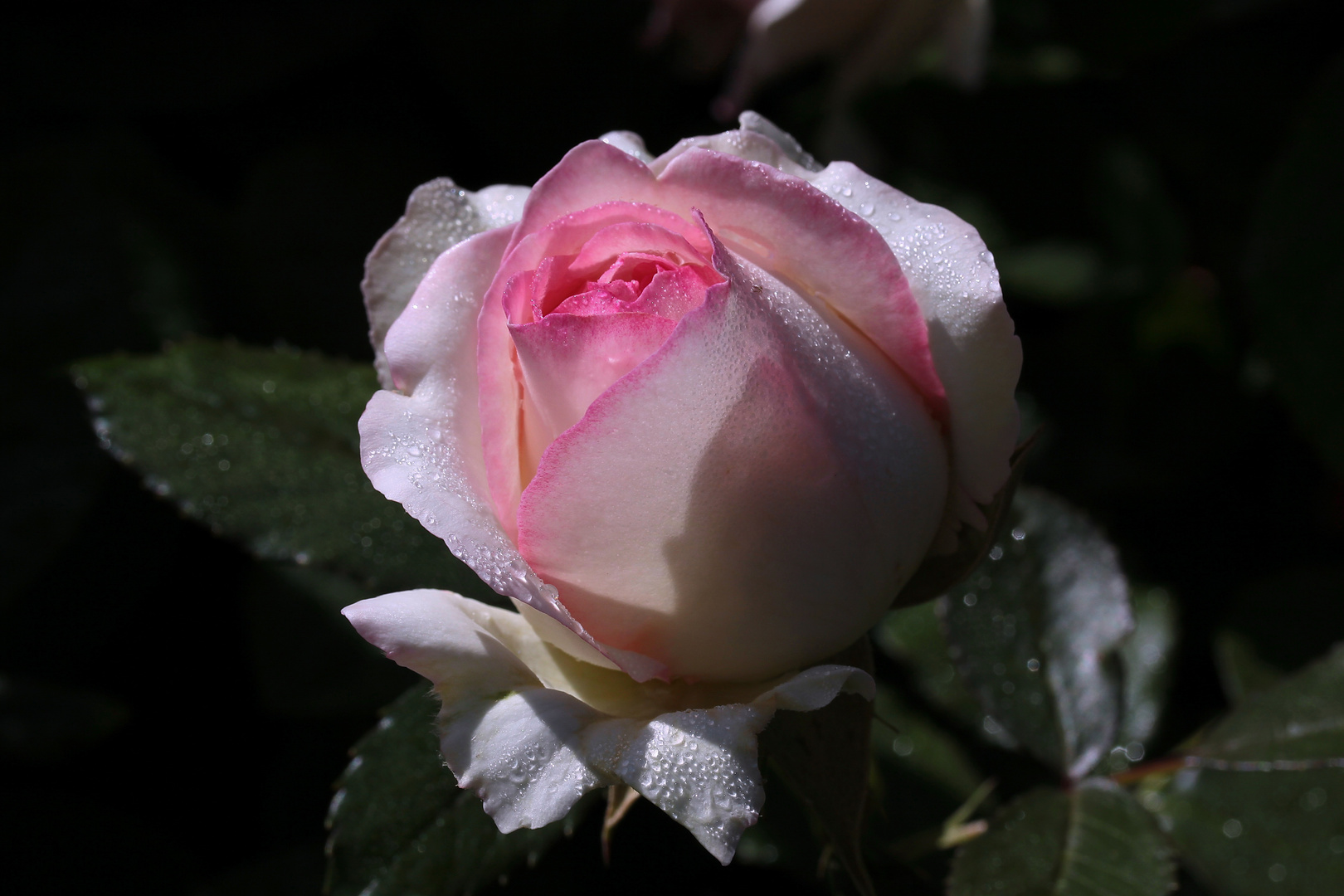 Der Zauber von Rosenblüten ...