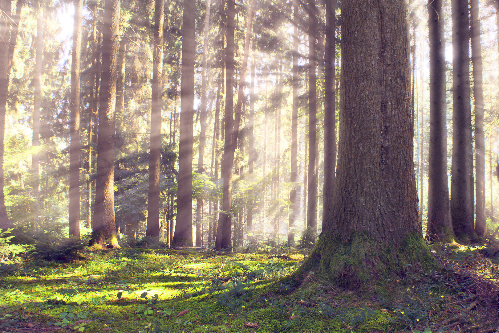 Der Zauber Wald