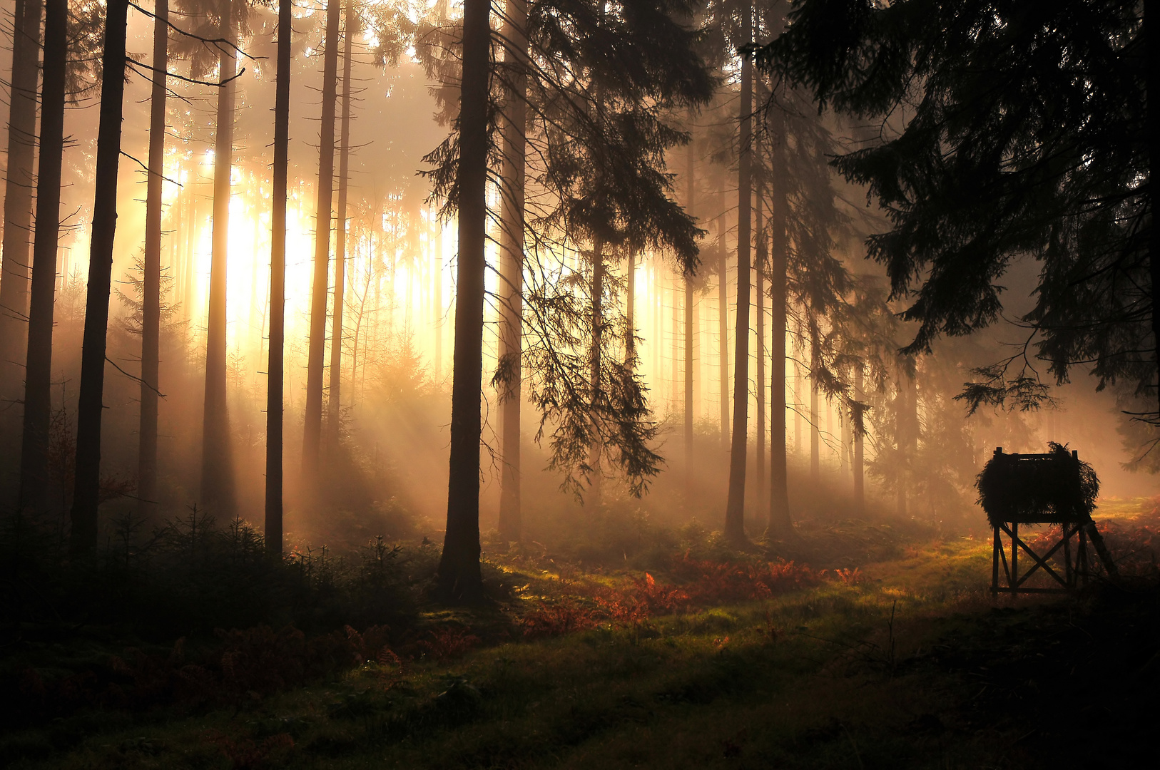 Der Zauberwald...