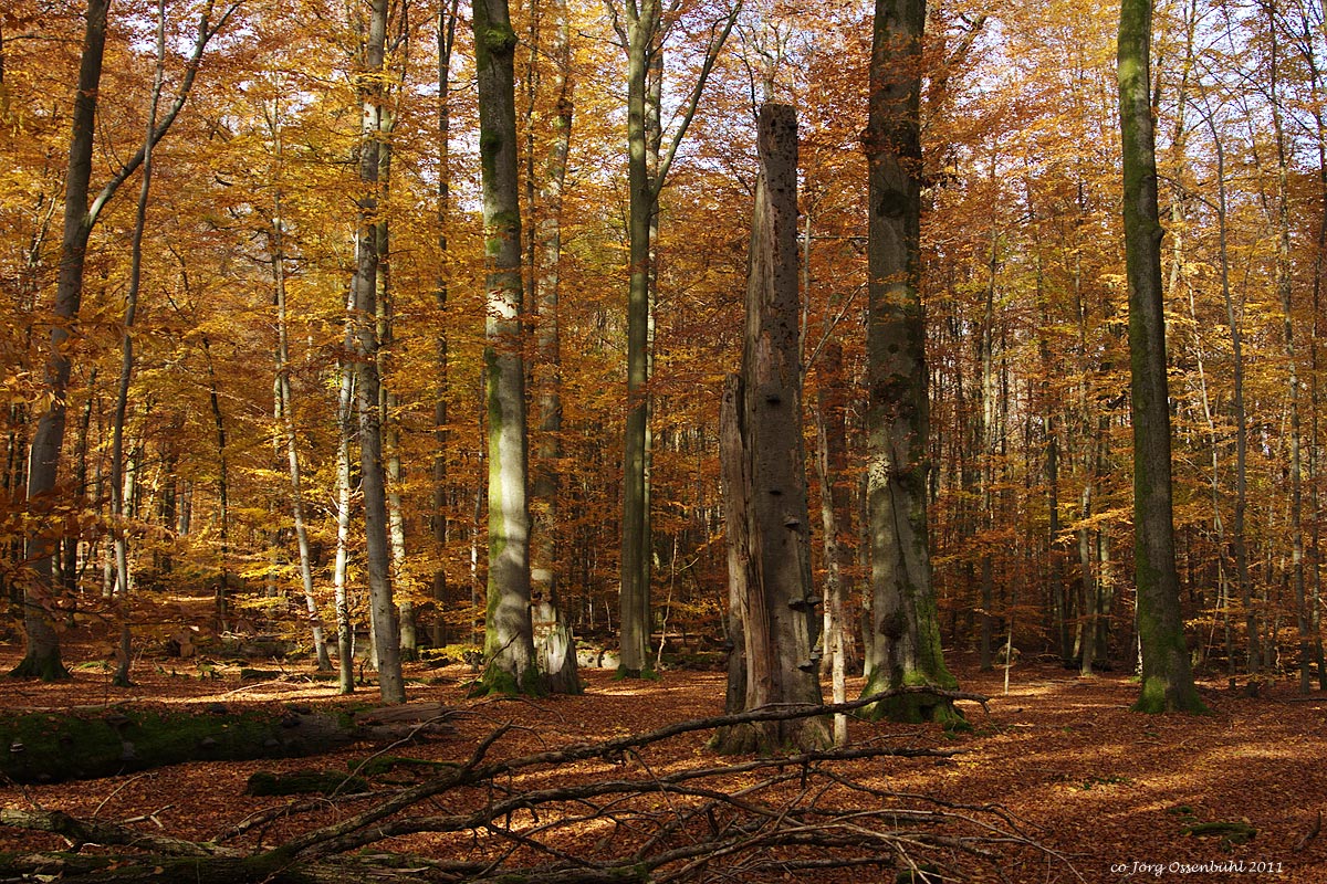 der Zauberwald...