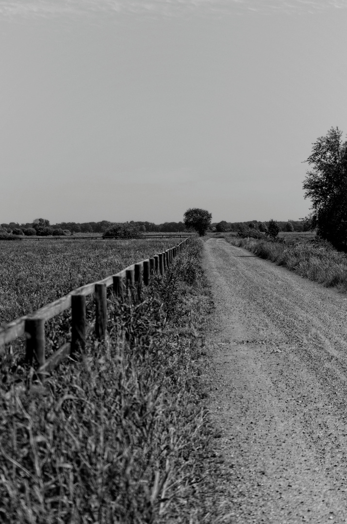 Der Zaun & der Weg