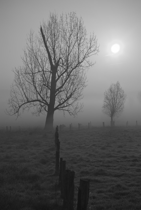 Der Zaun zum Baum