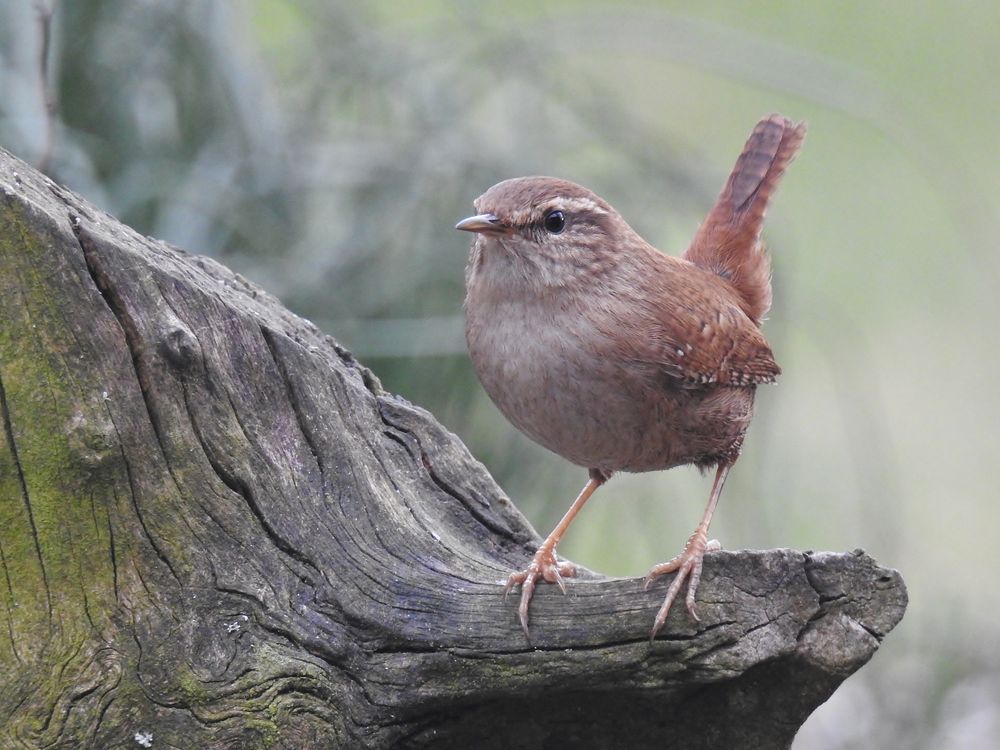 Der Zaunkönig...... Foto & Bild tiere, wildlife, wild lebende vögel