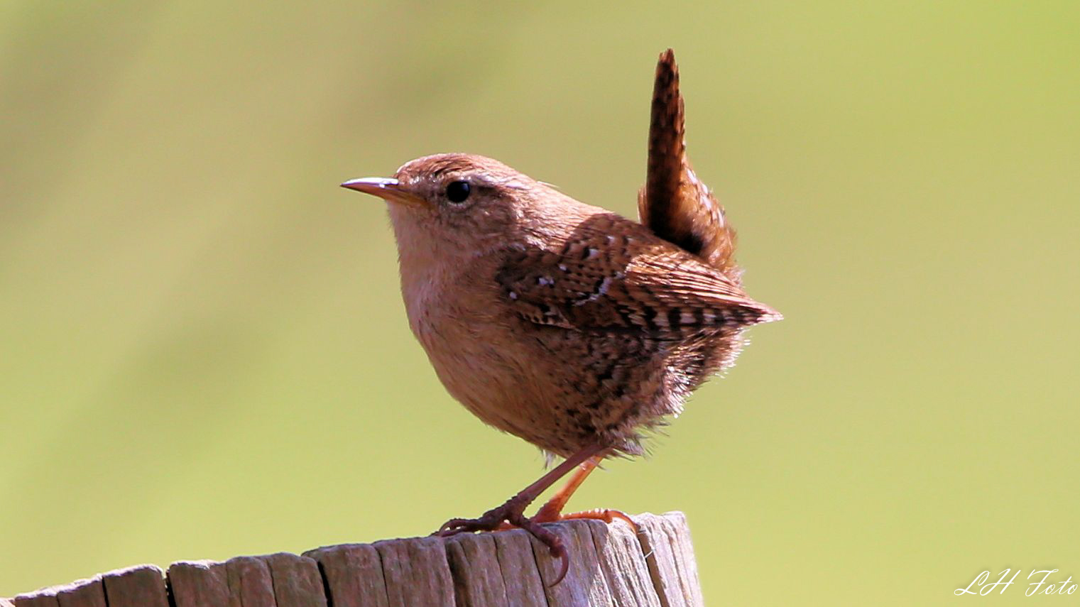 Der Zaunkönig,... Foto & Bild tiere, wildlife, wild lebende vögel