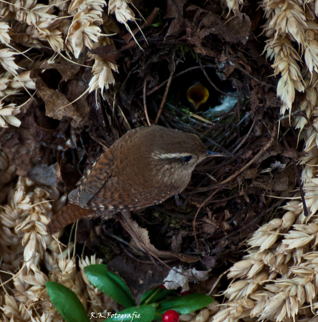 Der Zaunkönig am Nest