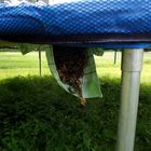 Der Zaunkönig hat unter dem Trampolin sein Nest gebaut.