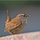 Der Zaunkönig (Troglodytes troglodytes) . . .