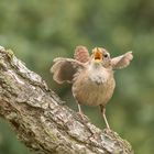 Der Zaunkönig (Troglodytes troglodytes)