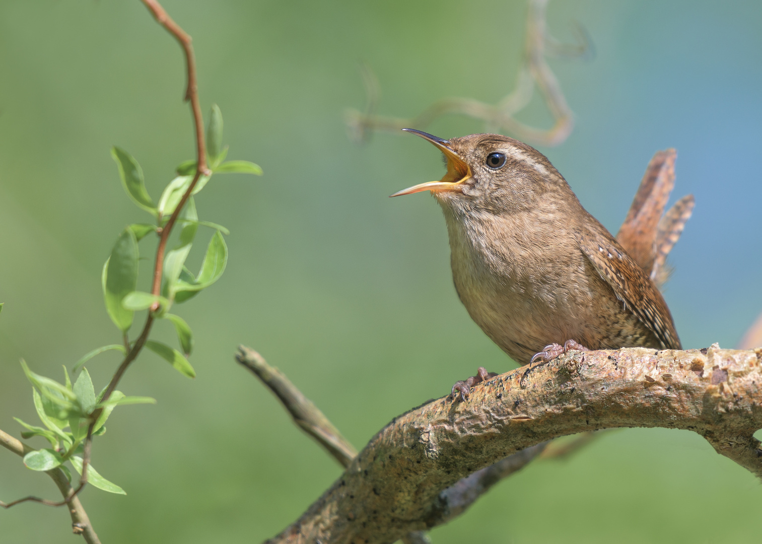 Der Zaunkönig (Troglodytes troglodytes)