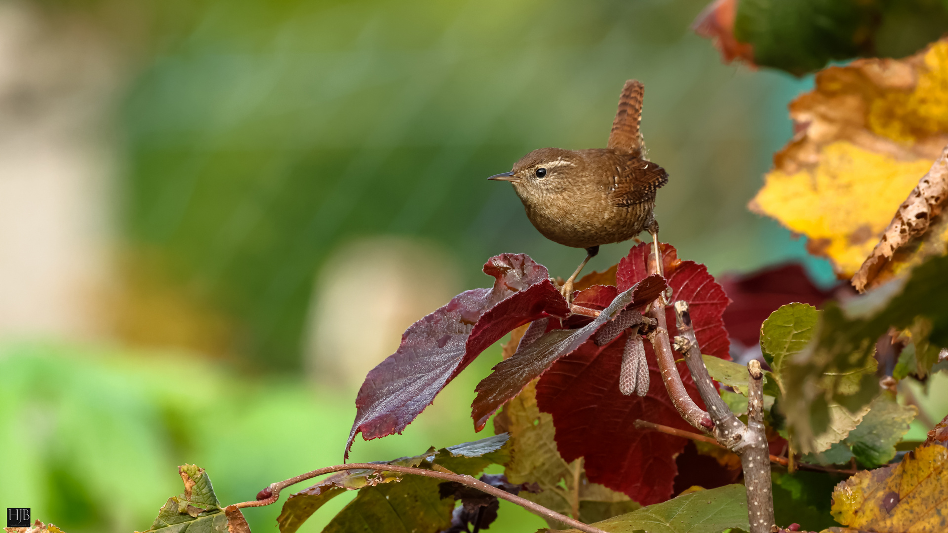 Der Zaunkönig (Troglodytes troglodytes) - Wren