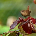 Der Zaunkönig (Troglodytes troglodytes) - Wren