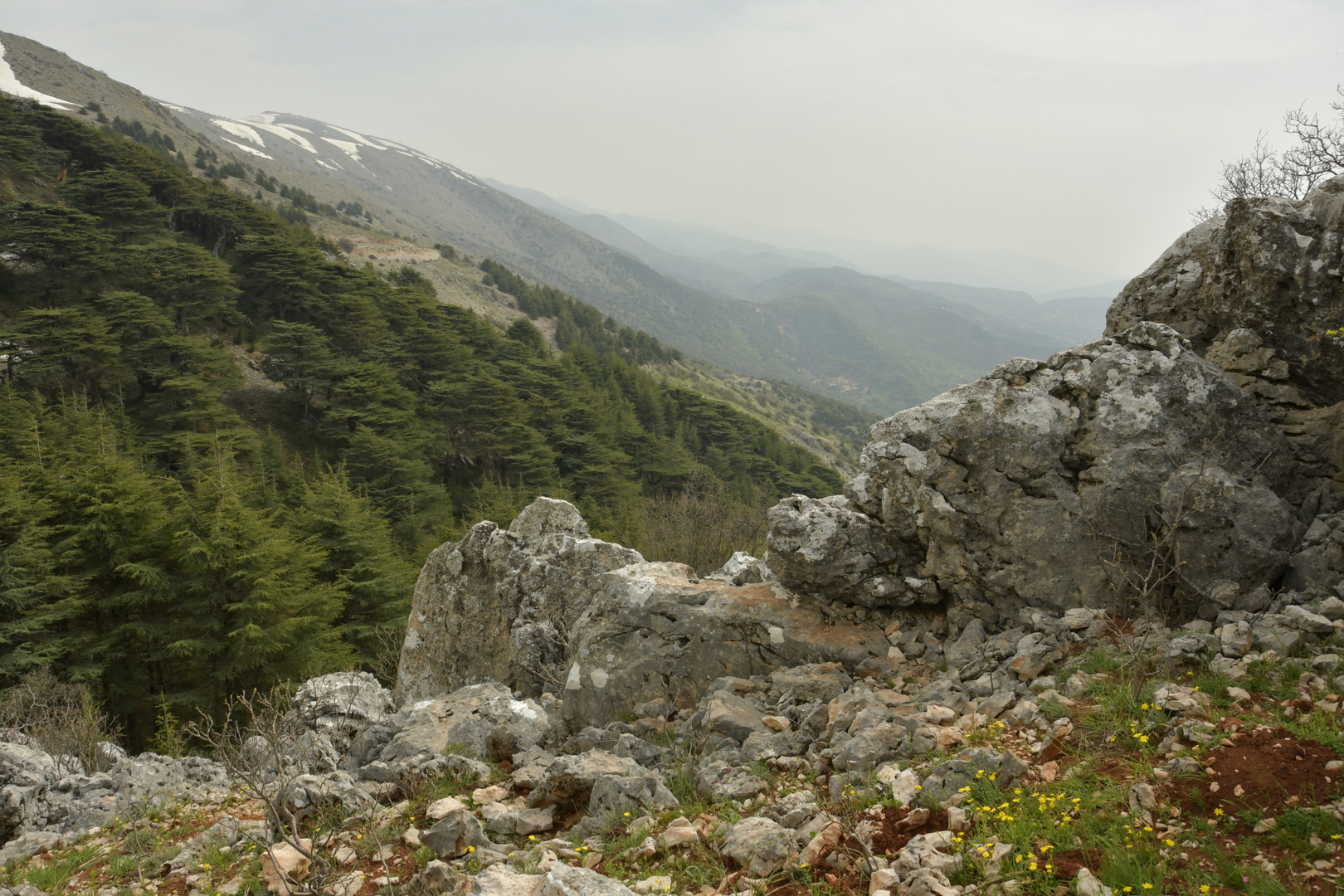 Der Zedernwald Ma'aser Schour (Libanon)