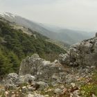 Der Zedernwald Ma'aser Schour (Libanon)