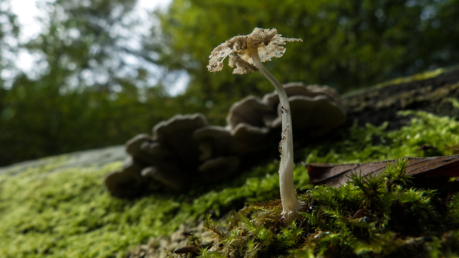 Der zerfledderte Pilz