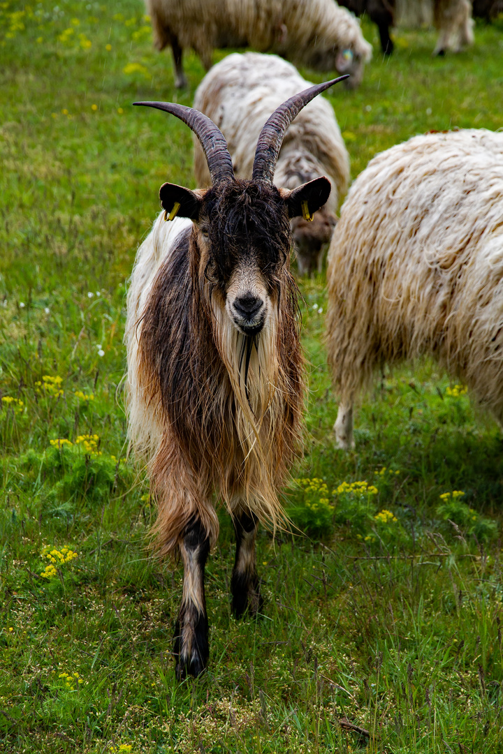 Der Ziegenbock