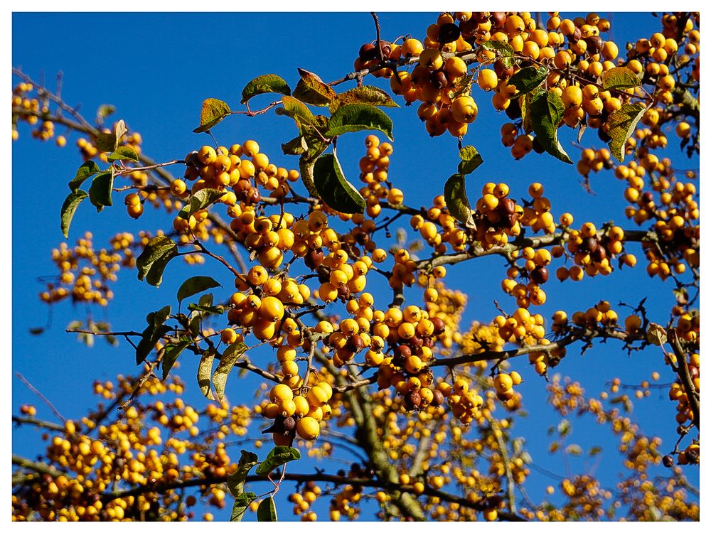 Der Zierapfel