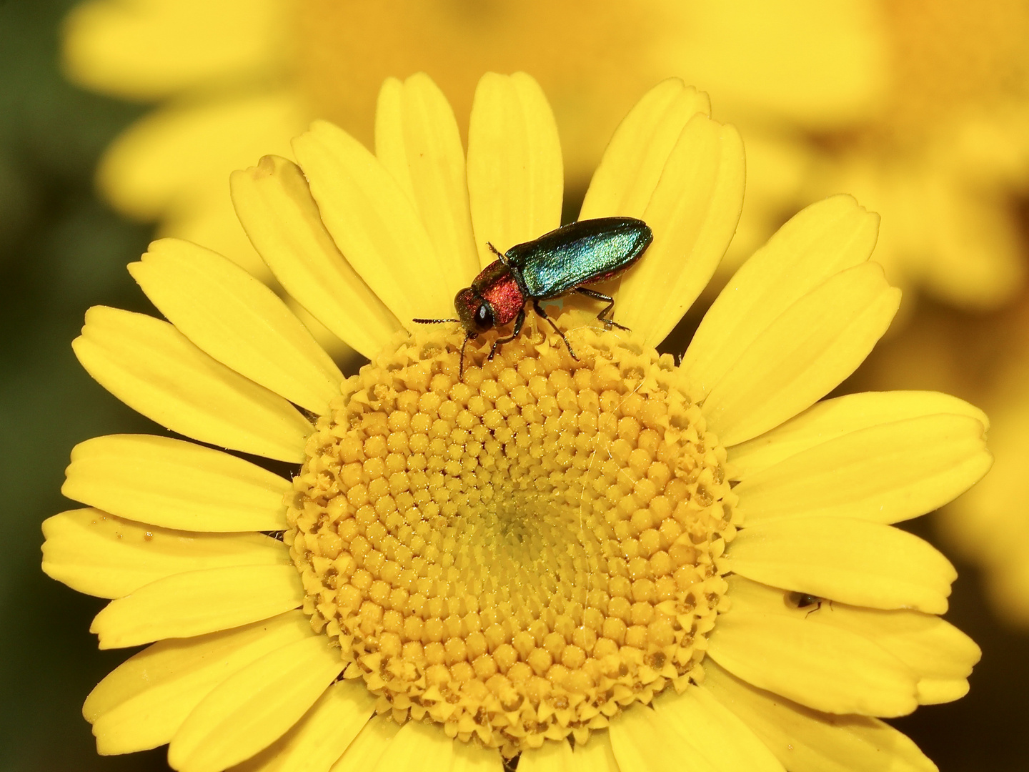 Der Zierliche Prachtkäfer (Anthaxia nitidula) ...