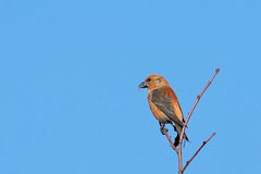 Der "Zigeunervogel"