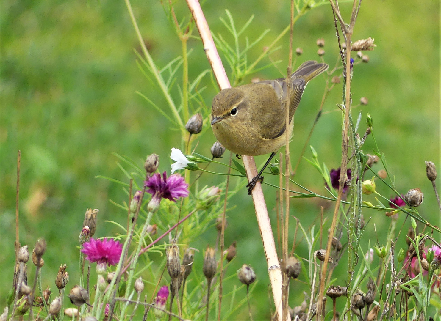 Der Zilpzalp im Blumenbeet