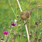 Der Zilpzalp im Blumenbeet