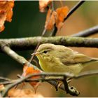 Der Zilpzalp oder Weidenlaubsänger (Phylloscopus collybita)...