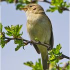 Der Zilpzalp (Phylloscopus collybita). . .