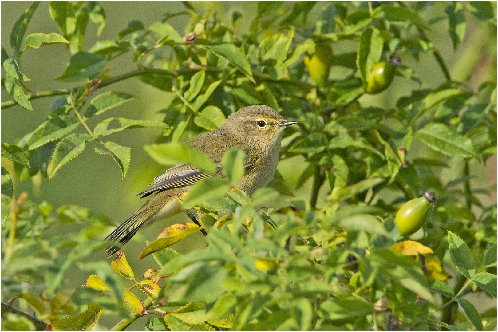 Der Zilpzalp (Phylloscopus collybita) . . .