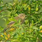 Der Zilpzalp (Phylloscopus collybita) . . .