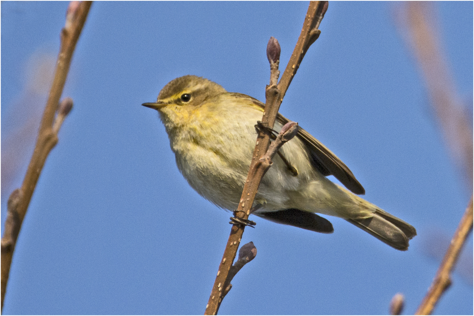 Der Zilpzalp (Phylloscopus collybita) . . .