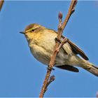 Der Zilpzalp (Phylloscopus collybita) . . .