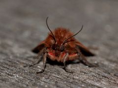 Der Zimt- oder Rostflügelbär (Phragmatobia fuliginosa) ...