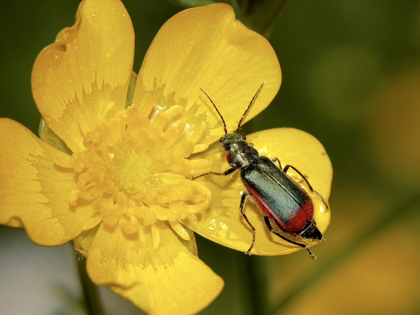 Der Zipfelkäfer Malachius bipustulatus (Fam. Malachiidae)