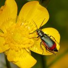 Der Zipfelkäfer Malachius bipustulatus (Fam. Malachiidae)