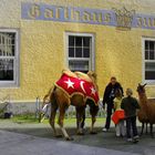 Der Zirkus ist wieder in der Stadt