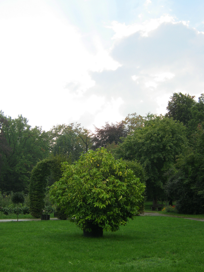 Der Zitronenbaum Foto &amp; Bild landschaft, garten