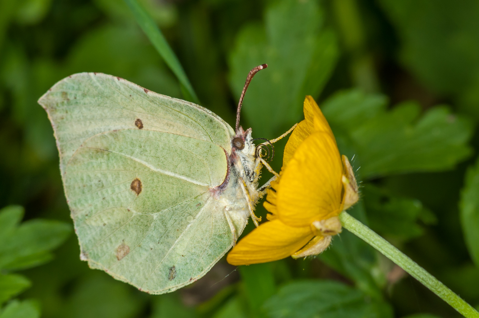 Der Zitronenfalter Foto &amp; Bild | tiere, wildlife, schmetterlinge Bilder ...